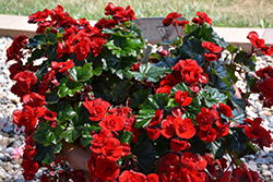 Solenia Velvet Red Begonia (Begonia x hiemalis 'Solenia Velvet Red') at Johnson Brothers Garden Market