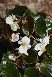 BabyWing White Bronze Leaf Begonia (Begonia 'BabyWing White Bronze Leaf') at Johnson Brothers Garden Market