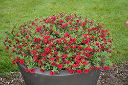 Superbells Double Ruby Calibrachoa (Calibrachoa 'USCAL83901') at Johnson Brothers Garden Market