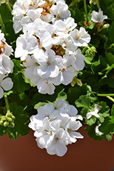 Calliope White Geranium (Pelargonium 'Calliope White') at Johnson Brothers Garden Market