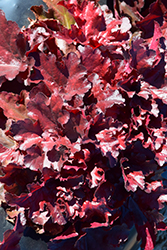 Forever Red Coral Bells (Heuchera 'Forever Red') at Johnson Brothers Garden Market