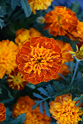 Bonanza Harmony Marigold (Tagetes patula 'Bonanza Harmony') at Johnson Brothers Garden Market