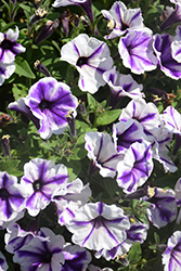 Crazytunia Blue Ice Petunia (Petunia 'Crazytunia Blue Ice') at Johnson Brothers Garden Market