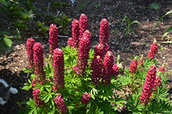 Mini Gallery Red Lupine (Lupinus 'Mini Gallery Red') at Johnson Brothers Garden Market