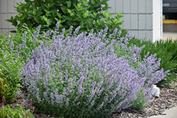 Cat's Meow Catmint (Nepeta x faassenii 'Cat's Meow') at Johnson Brothers Garden Market
