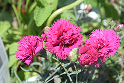 Fruit Punch Spiked Punch Pinks (Dianthus 'Spiked Punch') at Johnson Brothers Garden Market
