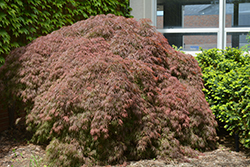 Red Select Japanese Maple (Acer palmatum 'Red Select') at Johnson Brothers Garden Market