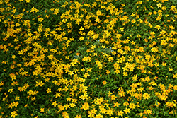 Beedance Red Stripe Bidens (Bidens 'Beedance Red Stripe') at Johnson Brothers Garden Market