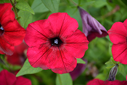 Tidal Wave Red Velour Petunia (Petunia 'Tidal Wave Red Velour') at Johnson Brothers Garden Market