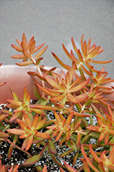 Firestorm Stonecrop (Sedum adolphii 'Firestorm') at Johnson Brothers Garden Market