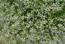 Diamond Frost Euphorbia (Euphorbia 'INNEUPHDIA') at Johnson Brothers Garden Market