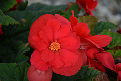Nonstop Red Begonia (Begonia 'Nonstop Red') at Johnson Brothers Garden Market