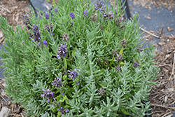 Mini Blue Lavender (Lavandula angustifolia 'Mini Blue') at Johnson Brothers Garden Market