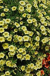 Cabaret Lemon Yellow Calibrachoa (Calibrachoa 'Cabaret Lemon Yellow') at Johnson Brothers Garden Market