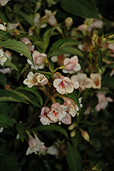 Sunny Anniversary Abelia (Abelia x grandiflora 'Minduo1') at Johnson Brothers Garden Market