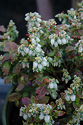 Jelly Bean Blueberry (Vaccinium 'ZF06-179') at Johnson Brothers Garden Market
