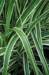 Cosmopolitan Maiden Grass (Miscanthus sinensis 'Cosmopolitan') at Johnson Brothers Garden Market
