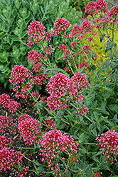 Red Valerian (Centranthus ruber var. coccineus) at Johnson Brothers Garden Market