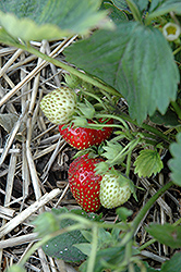 Quinault Strawberry (Fragaria 'Quinault') at Johnson Brothers Garden Market