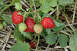 June-Bearing Strawberry (Fragaria 'June-Bearing') at Johnson Brothers Garden Market