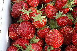 Seascape Strawberry (Fragaria 'Seascape') at Johnson Brothers Garden Market