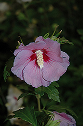 Hawaii Rose of Sharon (Hibiscus syriacus 'Minsygrbl1') at Johnson Brothers Garden Market