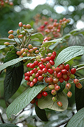 Alleghany Viburnum (Viburnum x rhytidophylloides 'Alleghany') at Johnson Brothers Garden Market