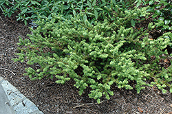 Needle Leaved Totara (Podocarpus acutifolius) at Johnson Brothers Garden Market