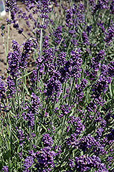 French Perfume Lavender (Lavandula angustifolia 'French Perfume') at Johnson Brothers Garden Market
