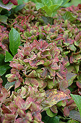 Pistachio Hydrangea (Hydrangea macrophylla 'Horwack') at Johnson Brothers Garden Market