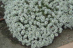 Clear Crystal White Sweet Alyssum (Lobularia maritima 'Clear Crystal White') at Johnson Brothers Garden Market