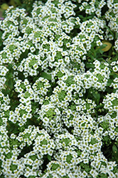 Clear Crystal White Sweet Alyssum (Lobularia maritima 'Clear Crystal White') at Johnson Brothers Garden Market