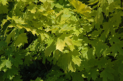 Princeton Gold Maple (Acer platanoides 'Princeton Gold') at Johnson Brothers Garden Market