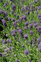 Mini Blue Lavender (Lavandula angustifolia 'Mini Blue') at Johnson Brothers Garden Market