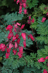 Amore Rose Bleeding Heart (Dicentra 'Amore Rose') at Johnson Brothers Garden Market