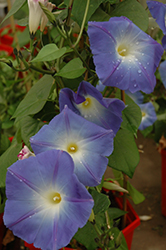 Heavenly Blue Morning Glory (Ipomoea tricolor 'Heavenly Blue') at Johnson Brothers Garden Market