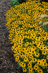 Little Goldstar Coneflower (Rudbeckia fulgida 'Little Goldstar') at Johnson Brothers Garden Market