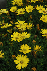 Zion Pure Yellow African Daisy (Osteospermum 'Zion Pure Yellow') at Johnson Brothers Garden Market