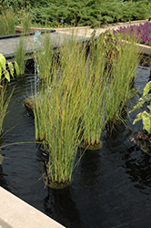 Javelin Rush (Juncus pallidus 'Javelin') at Johnson Brothers Garden Market