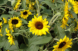 Ballad Annual Sunflower (Helianthus annuus 'Ballad') at Johnson Brothers Garden Market