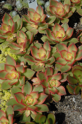 Kiwi Aeonium (Aeonium 'Kiwi') at Johnson Brothers Garden Market