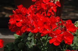Tango Red Geranium (Pelargonium 'Tango Red') at Johnson Brothers Garden Market