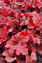 Forever Red Coral Bells (Heuchera 'Forever Red') at Johnson Brothers Garden Market