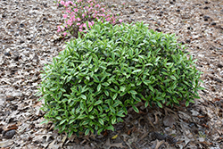 Fragrant Variegated Winter Daphne (Daphne odora 'Aureomarginata') at Johnson Brothers Garden Market