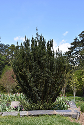 Upright Japanese Plum Yew (Cephalotaxus harringtonia 'Fastigiata') at Johnson Brothers Garden Market