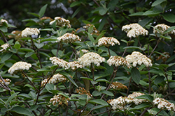 Alleghany Viburnum (Viburnum x rhytidophylloides 'Alleghany') at Johnson Brothers Garden Market