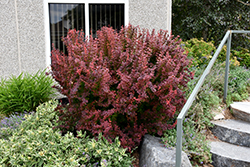 Orange Rocket Japanese Barberry (Berberis thunbergii 'Orange Rocket') at Johnson Brothers Garden Market