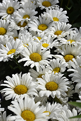 Daisy May Shasta Daisy (Leucanthemum x superbum 'Daisy Duke') at Johnson Brothers Garden Market