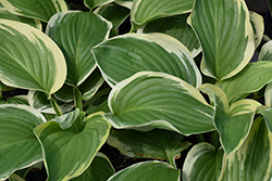 Royal Wedding Hosta (Hosta 'Royal Wedding') at Johnson Brothers Garden Market