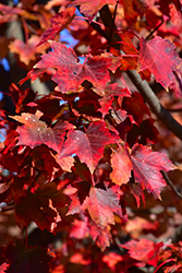 Autumn Flame Red Maple (Acer rubrum 'Autumn Flame') at Johnson Brothers Garden Market